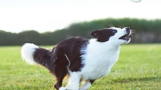 The Flying Disc Makes Agility and Coordination Feel Like Play