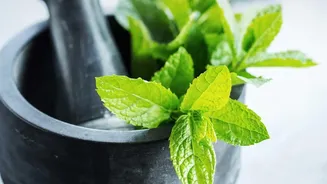 A Careful Look At Peppermint Compresses: A Cautious Look at Peppermint for Headache Discomfort