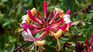 What is honeybush? Why is it used in skincare?