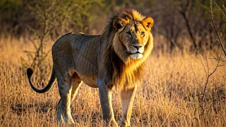 Last Call For Lion Lovers In Gir