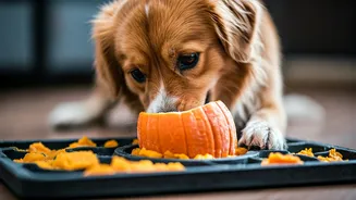 Watch Dogs Enjoy Nutritious Pumpkin Mash Frozen Inside Mats