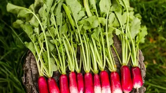 Radish Is Lower in Calories; Beetroot Is Richer in Natural Sugars