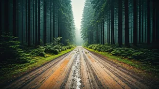 Forest Stays Need Rain And Road Checks