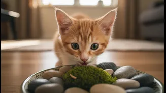 Decorative Moss Or Pebbles Can Become A Chewing Hazard