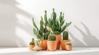 How to keep your indoor cactus healthy