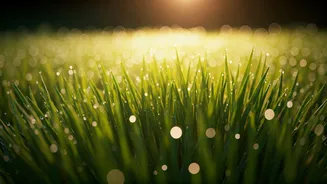 Barefoot Walking On Morning Lawns Erases Terrible Digital Fatigue
