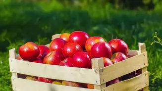 How Better Storage Logistics Help Kashmir’s Apple Industry Protect Harvest Quality