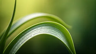 Eid Ul Fitr 2026: Heartfelt Greetings, Quotes, and Wishes for a Joyful Celebration