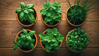 Five Herb Pots Beat Decorative Plant Guilt