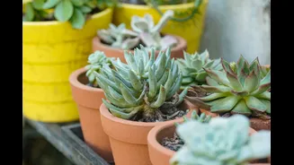 How to Create a Low-Maintenance Balcony Garden in India
