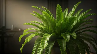 Why True Plant Parents Choose Safe Bird’s Nest Ferns