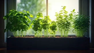 Cultivate Unlimited Fresh Herbs Using Simple Window Planter Boxes