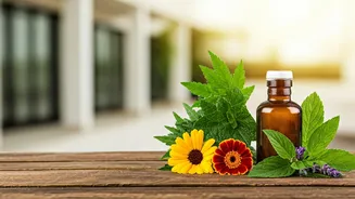 8 Aromatic Allies: Plants That Naturally Repel Lizards from Your Indian Home