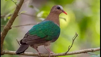 India's Hidden Gems: 10 Lesser-Known National Parks You Won't Want to Miss