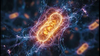 Mitochondria May Offer A Common Target For Several Spaceflight Health Problems