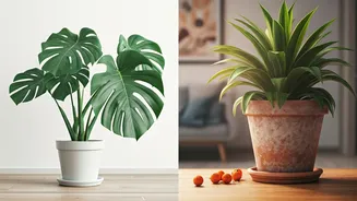 Indoor Plants Are Pretty, But Are They Safe?