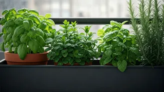 Balcony Herb Gardening Is The Small-Space Win