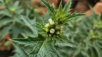 Bajradanti: A Natural Remedy for Common Ailments