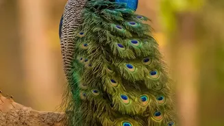 Ariana Park Will Give India's Five Donated Peacocks Room to Roam