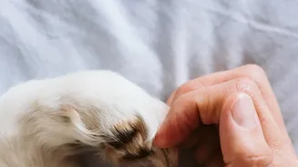 Owners Should Follow Veterinary Advice for the Full Recommended Period
