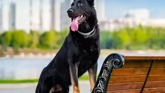 How Simple Monsoon Paw Routines Keep Urban Dogs Safe From Painful Fungal Infections Post Walk
