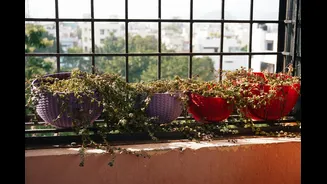 Winter Gardening Tips for Indian Homes: Healthy Plants and Vibrant Blooms