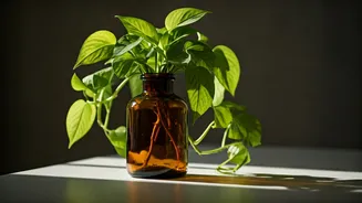 Grow Trailing Pothos Inside Recycled Amber Glass Craft Bottles