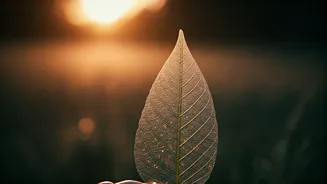 Master Mental Focus Joining Daily Morning 5 Min Breathing