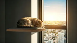 Floating Sun Perches Wrap Cats In Comfort Across Metro Apartments