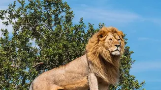 Why Gujarat's Barda Sanctuary Matters For The Future Of Asiatic Lions
