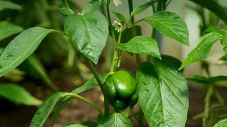 Restoring Soil Bacterial Health After Rains: Essential Steps For Urban Home Garden Enthusiasts