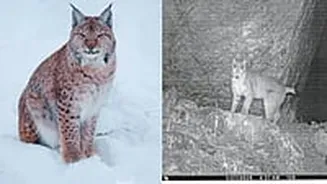 'Ghost Of The Mountains': First-Ever Eurasian Lynx Photographed In Sikkim; IFS Officer Shares Post