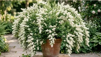O arbusto parecido com chuva de flores que está dominando jardins