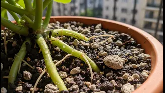 How To Upgrade Balcony Potting Drainage Efficiency Fast Using Granular Soil Amendments This July