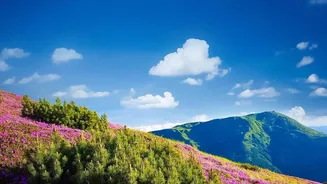Rare Neelakurinji Flowers Return To Munnar In A Major 2026 Bloom: Understanding The Latest Update