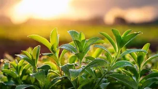 Stevia gardening 101: Tips for beginners