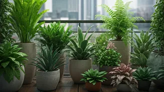 Easy Monsoon Plants For Busy Urban Gardeners