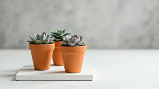 Minimalist Indoor Succulent Arrangements Lead Sustainable Home Decor Trends