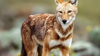 Small-Group Wolf Tours Grow as European Populations Rebound