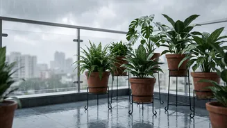 Heavy Monsoon Rain Gives The Balcony Plants Story A Clearer Focus On Raised Pots