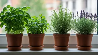 How To Care For 4 Aromatic Herbs Indoors Safely
