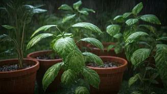 Rainy-Season Gardens Need A Practical Reset