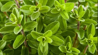 Try these dishes featuring marjoram