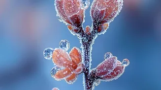 Do Not Confuse Frost on Packaging with Mould