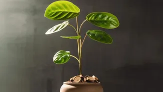 Startup IPOs In 2026: What A DRHP Actually Tells Small Investors