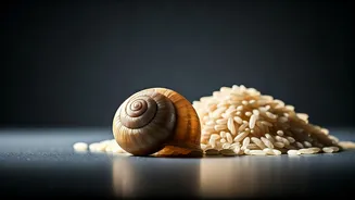 From Snail Mucin To Rice Extract, K-Beauty Grows