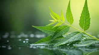 Move Over Snail Mucin: Try These Monsoon Botanical Skincare