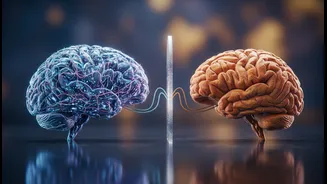 Do Not Read Glucose And Fructose Gut-Brain Research Without This Caveat: Mouse Results Do Not Prove Human Outcomes
