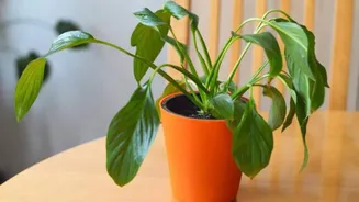 How to revive droopy indoor plants