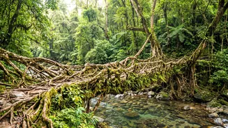 Living Root Bridges And Local Homestays Provide Perfect Budget Travel In Meghalaya